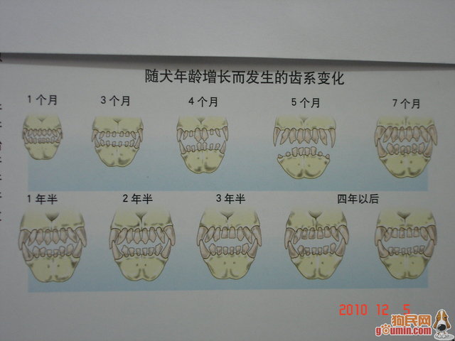 狗牙与狗的年龄