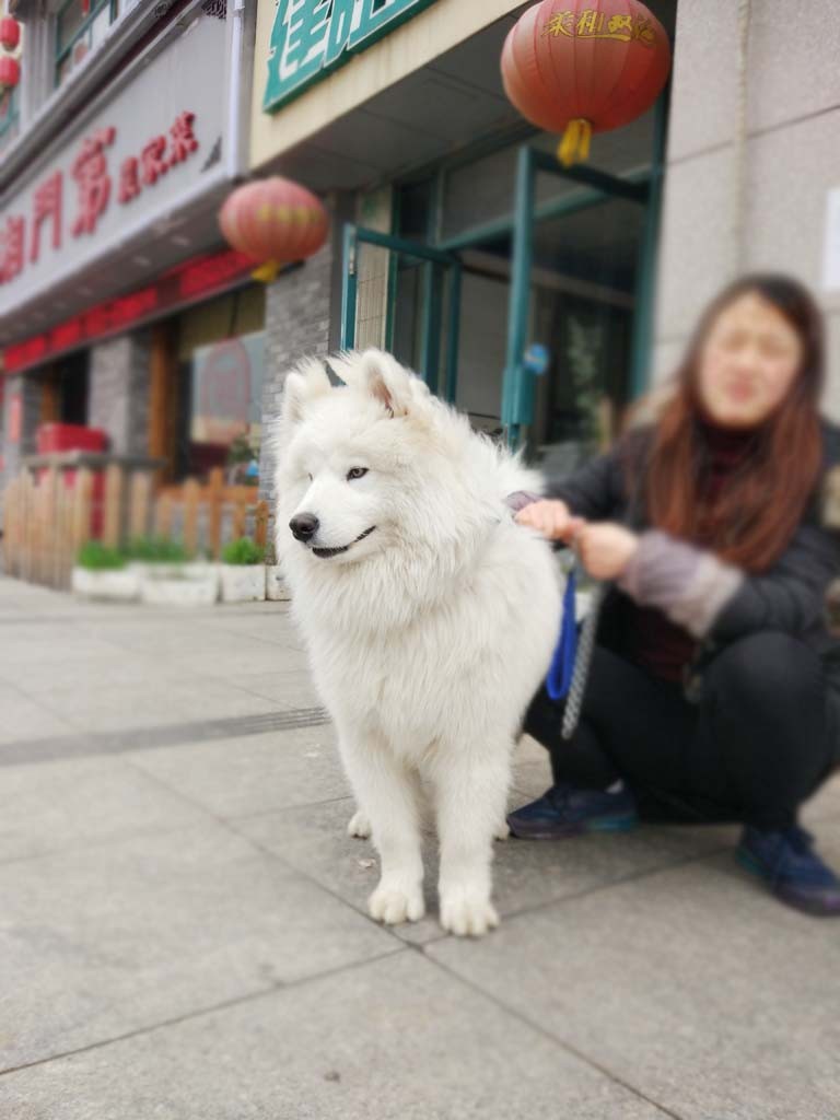 成年萨摩耶免费配种-昆山张浦