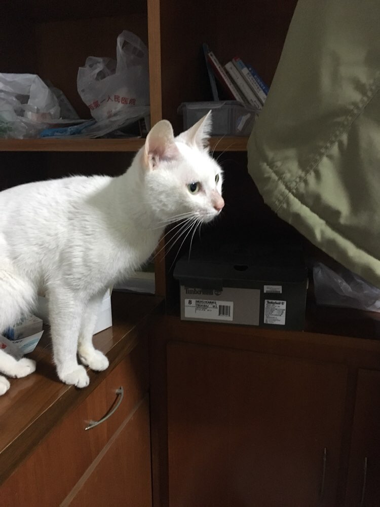 寻猫启事