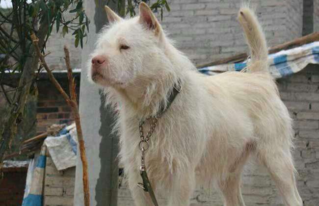 中华田园犬---下司犬