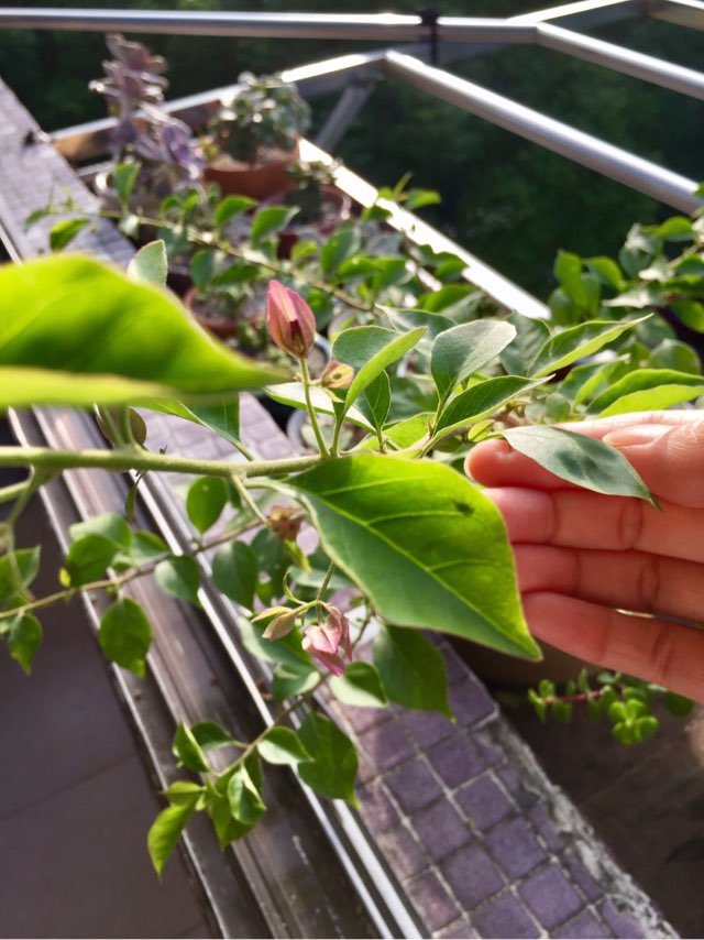 这几天太阳晒晒 小花苞都冒出来了 有种三角梅的大神吗 要不要追肥