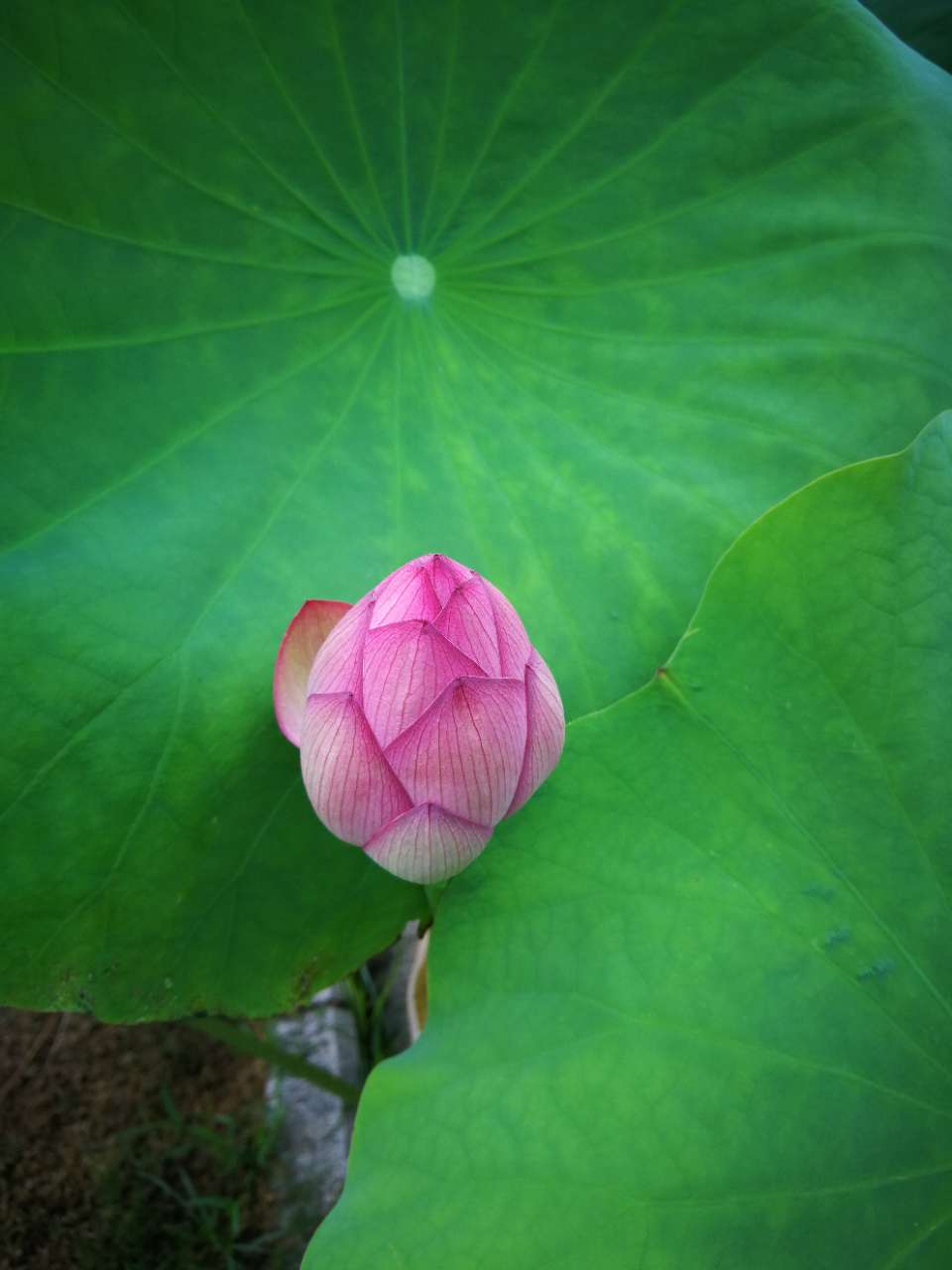 心如莲花一路芬芳