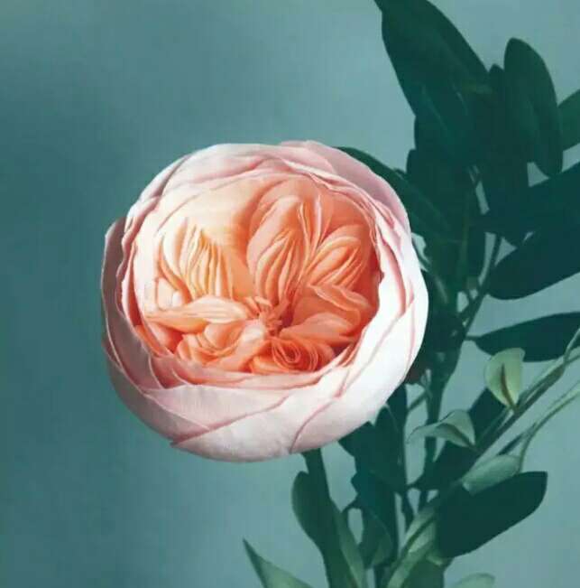 世界上最罕见的花