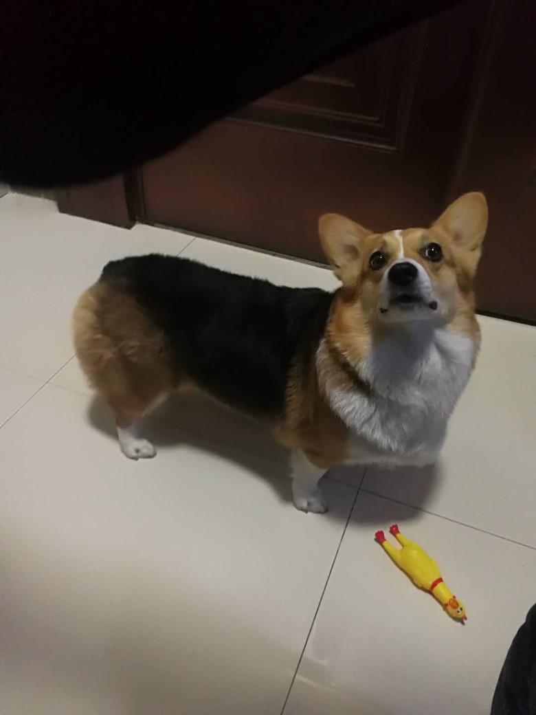 柯基串串
