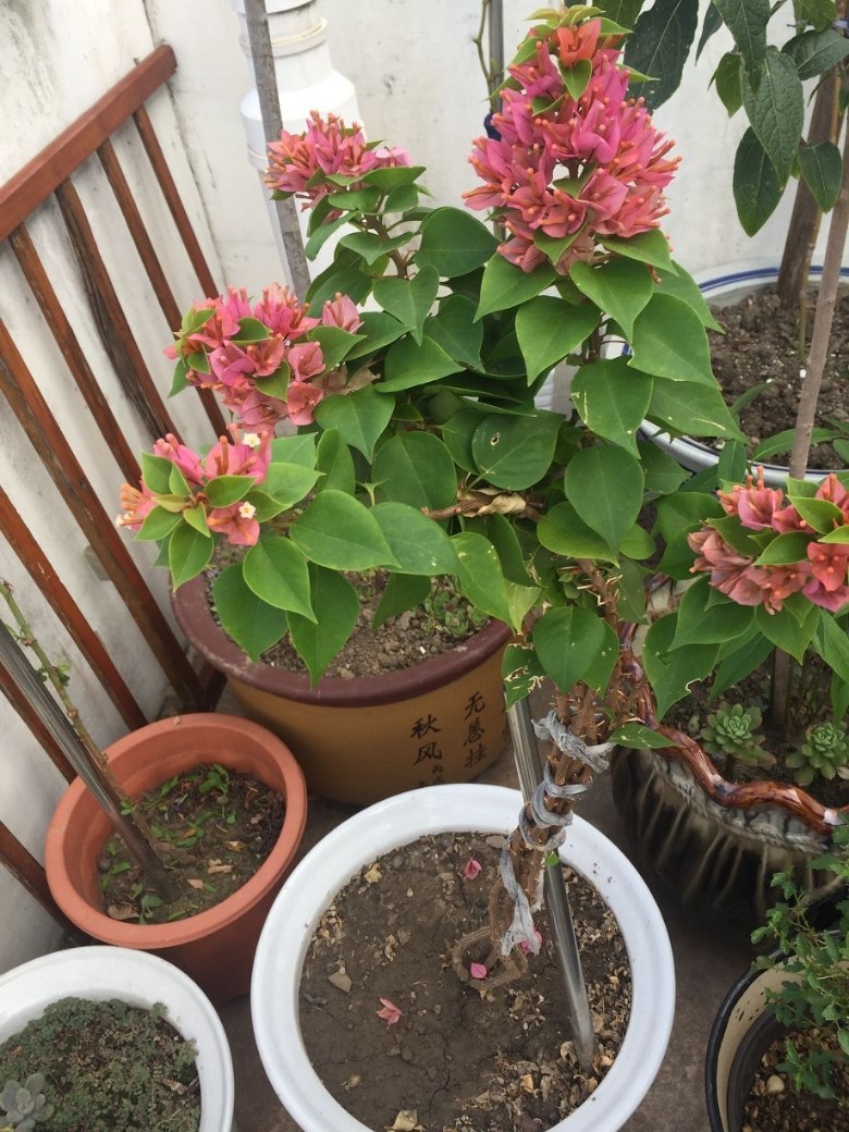 转一棵三角梅塔橙