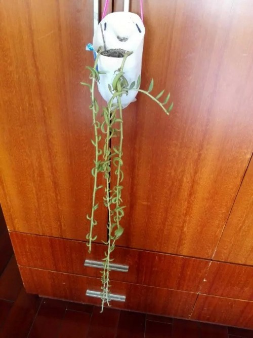 大玄月城,长70厘米。_昆币商城_昆山论坛