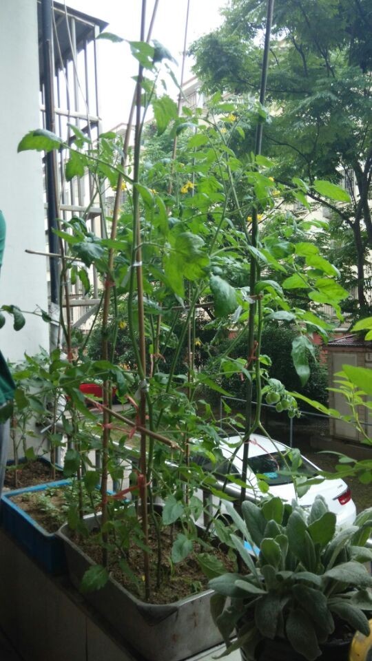 窗台盆栽小番茄成长记(每星期上新图)