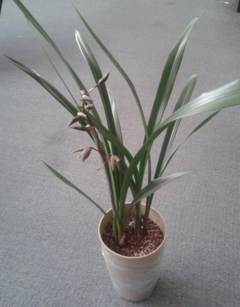 兰花还是非常壮实的,花键拔得也很高.