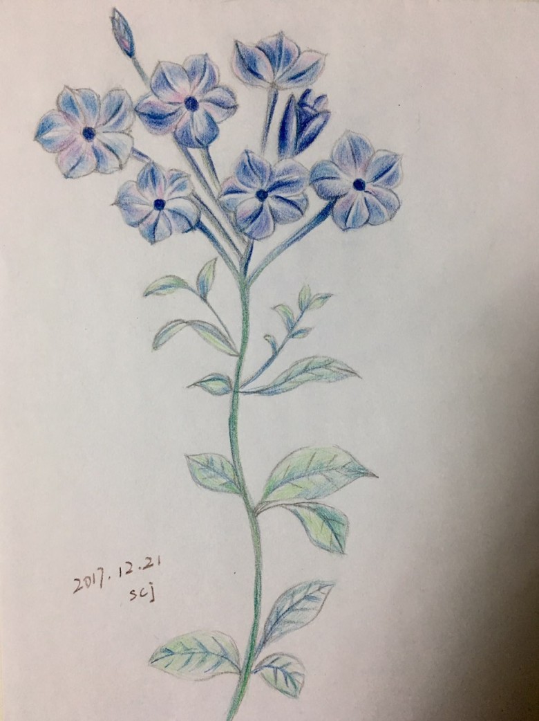 彩铅手绘蓝雪花