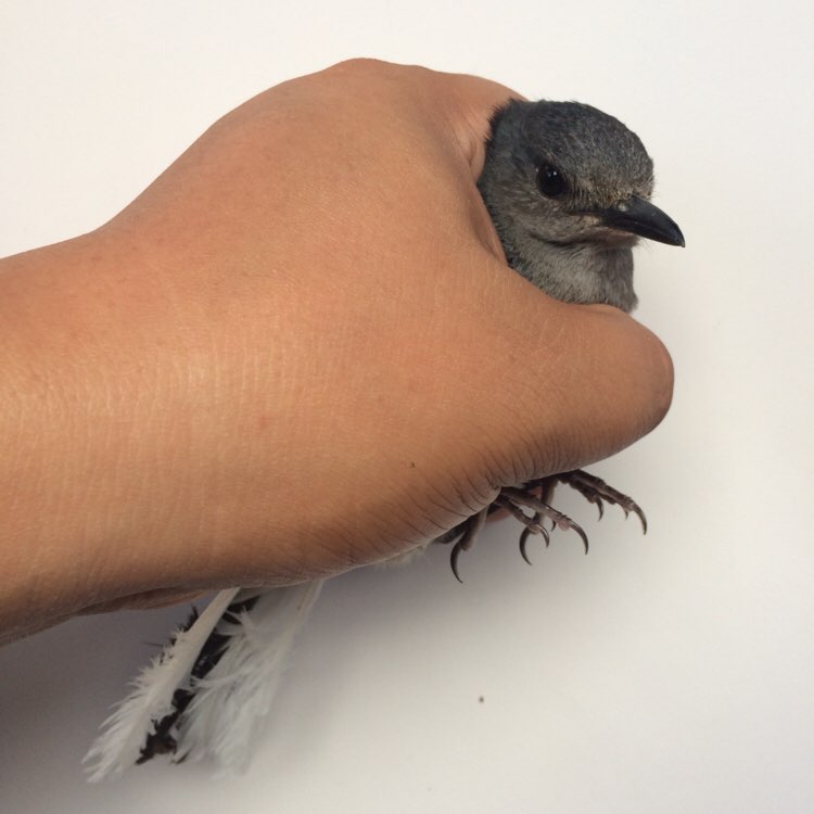 又抓获一名偷花贼