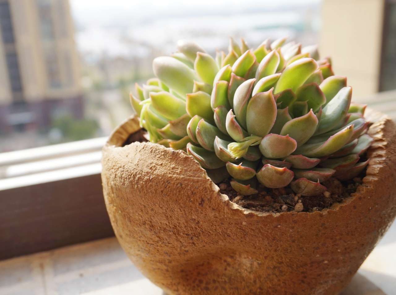 阳光正好,适合晒多肉晒太阳