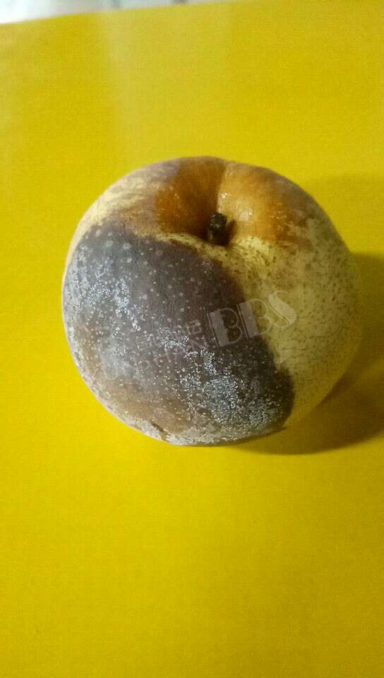 昆山汉浦路同泰公司的伙食是这样的,水果半面都变质腐坏了