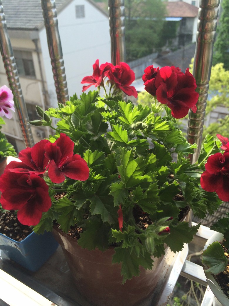 晒下我的大花天