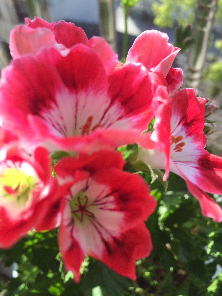 晒下我的大花天