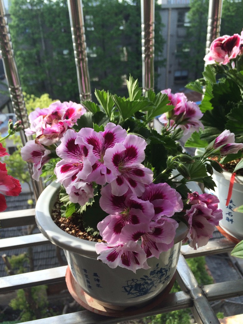 晒下我的大花天