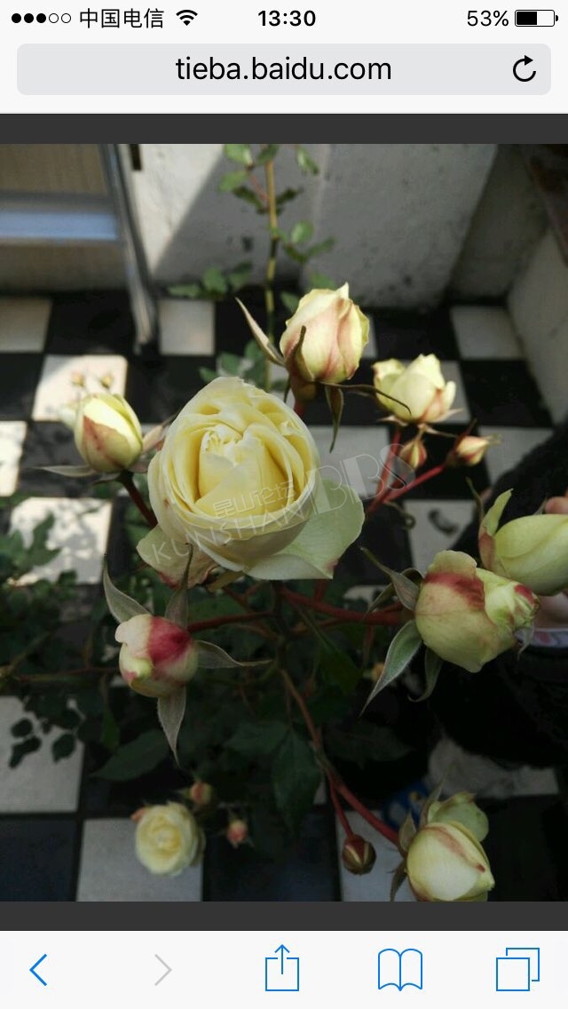 出月季奶油龙沙奶龙