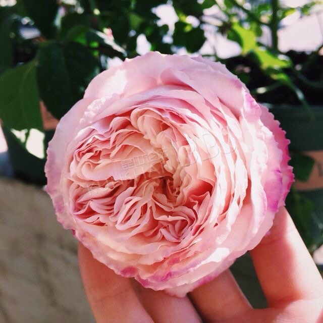 出月季环美空植物