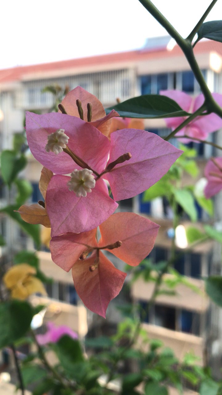 三角梅～热带花束