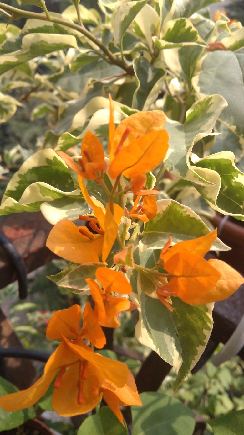 三角梅-橙冰,金边黄,花叶红