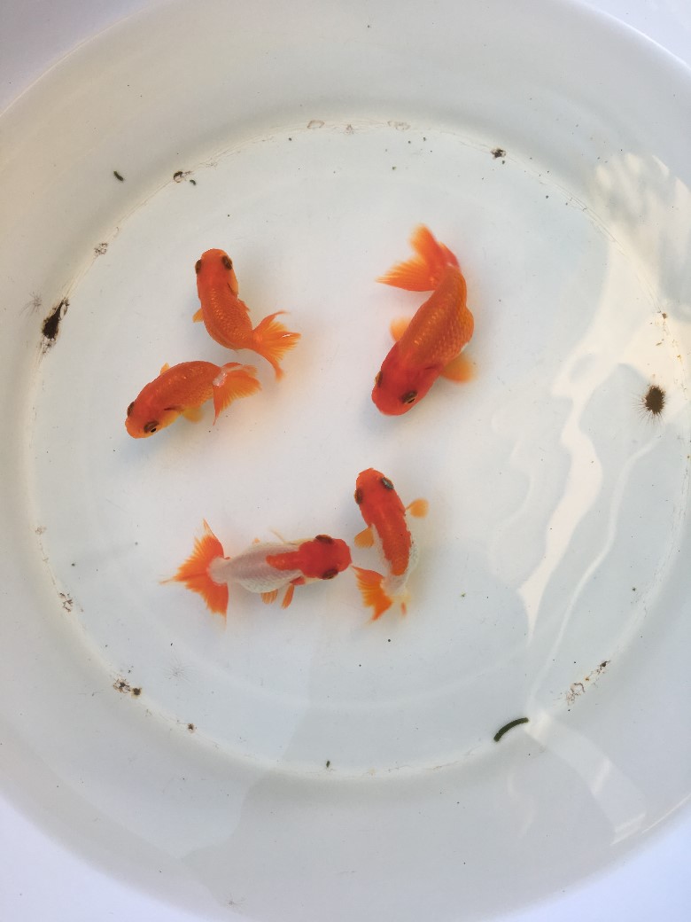 转让2组金鱼2018年的南泽宇野f1