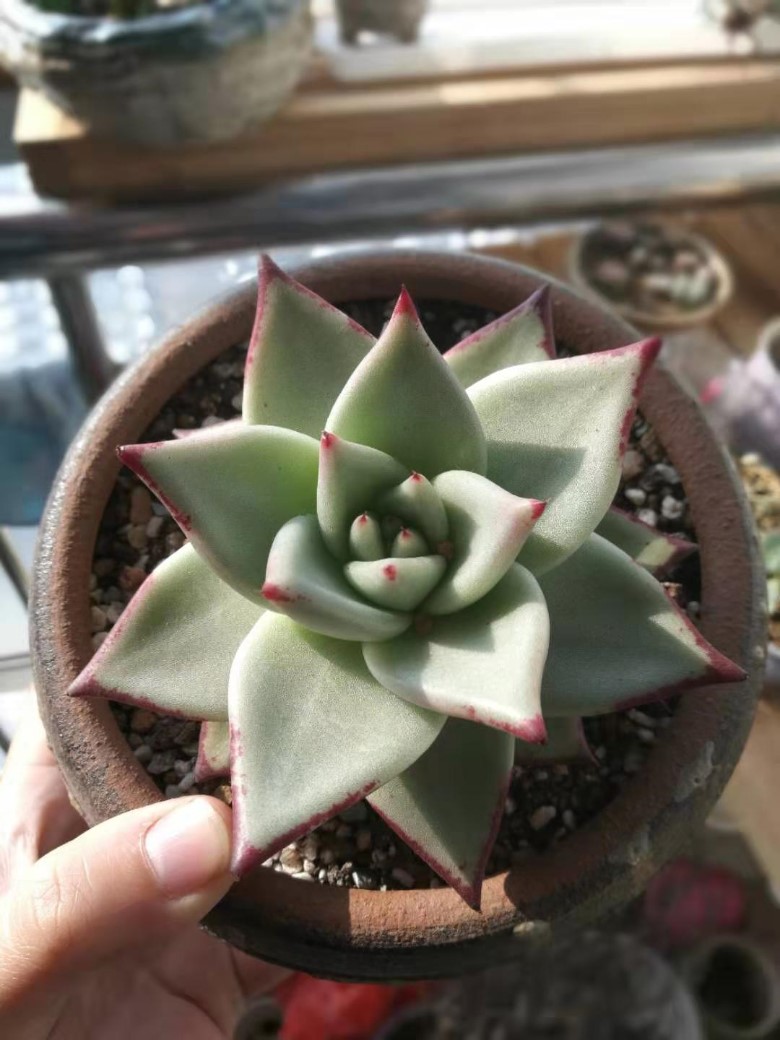 大乌木,花月夜缀化