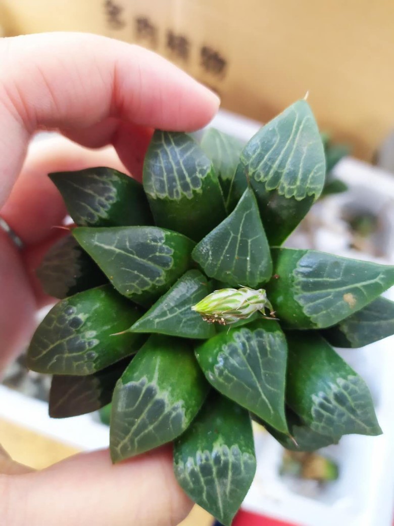 10cm以上的大玉露