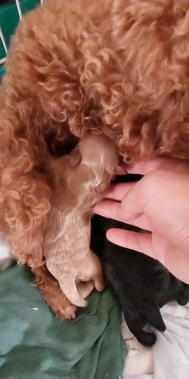 小体西施泰迪串