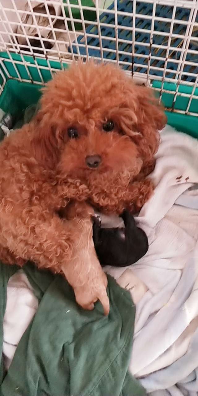 小体西施泰迪串