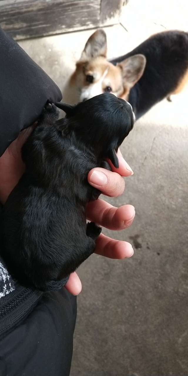 小体西施泰迪串