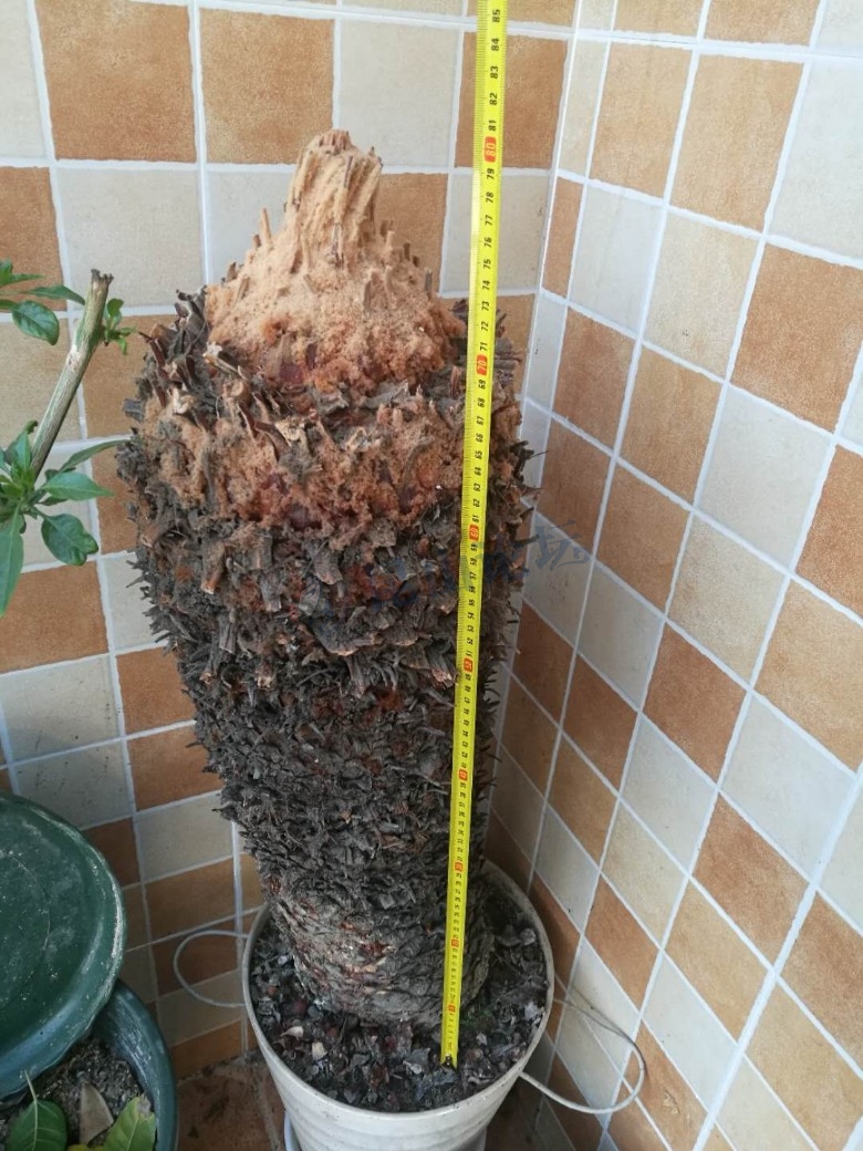 出树干80厘米高大铁树一颗