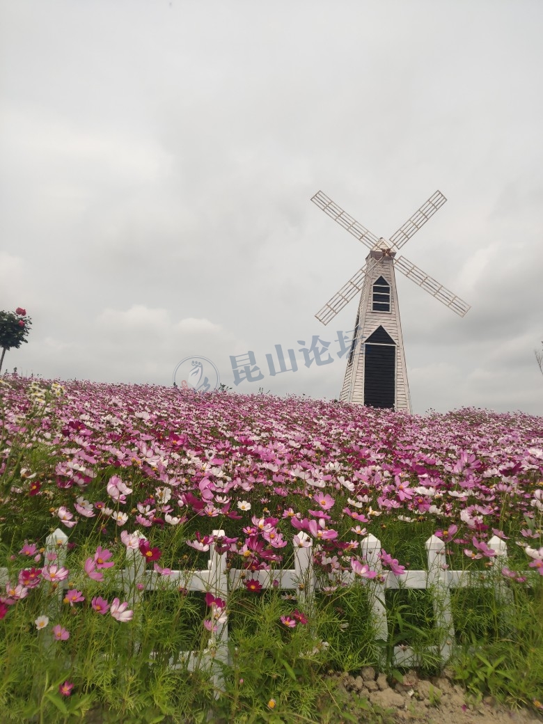 2020年的花园不一样,张浦金华村熏衣草园打卡|聚焦昆山 - 昆山论坛