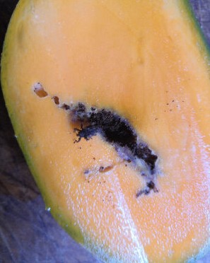 京东某不良商家向顾客出售劣质芒果,甚至有虫子爬