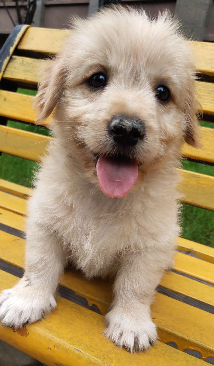 50天的柯基串串小型犬,寻找爱狗人士领养!