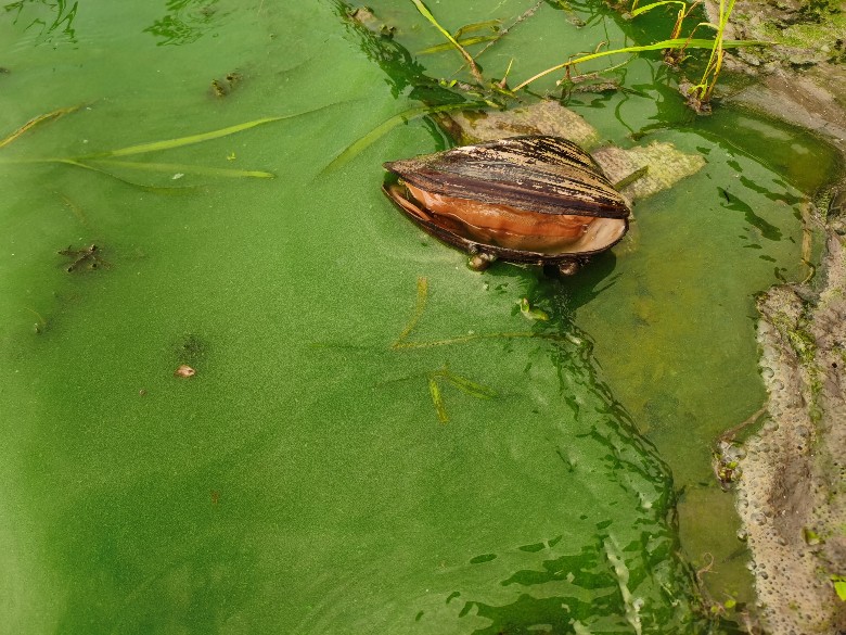 夏驾河开始出现蓝 藻了