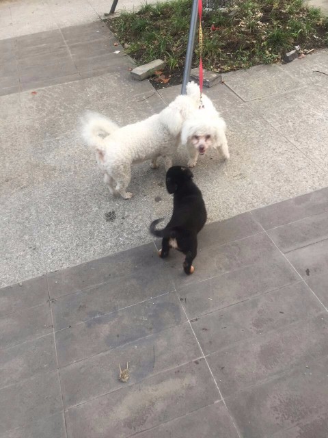 寻找白色比熊犬