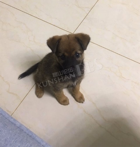 在昆山城北马路边捡到一只中华田园犬,求领养!