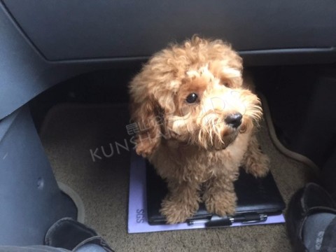 10月18下午4点30分在黑龙江路和园明路路口捡到一只小狗狗