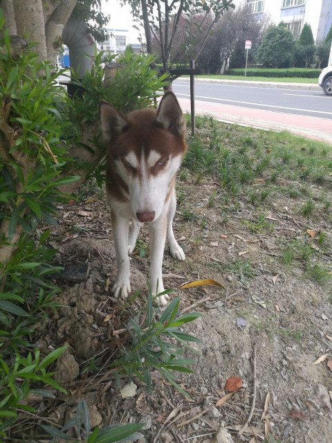 捡到一只哈士奇,应该走丢蛮多时间了