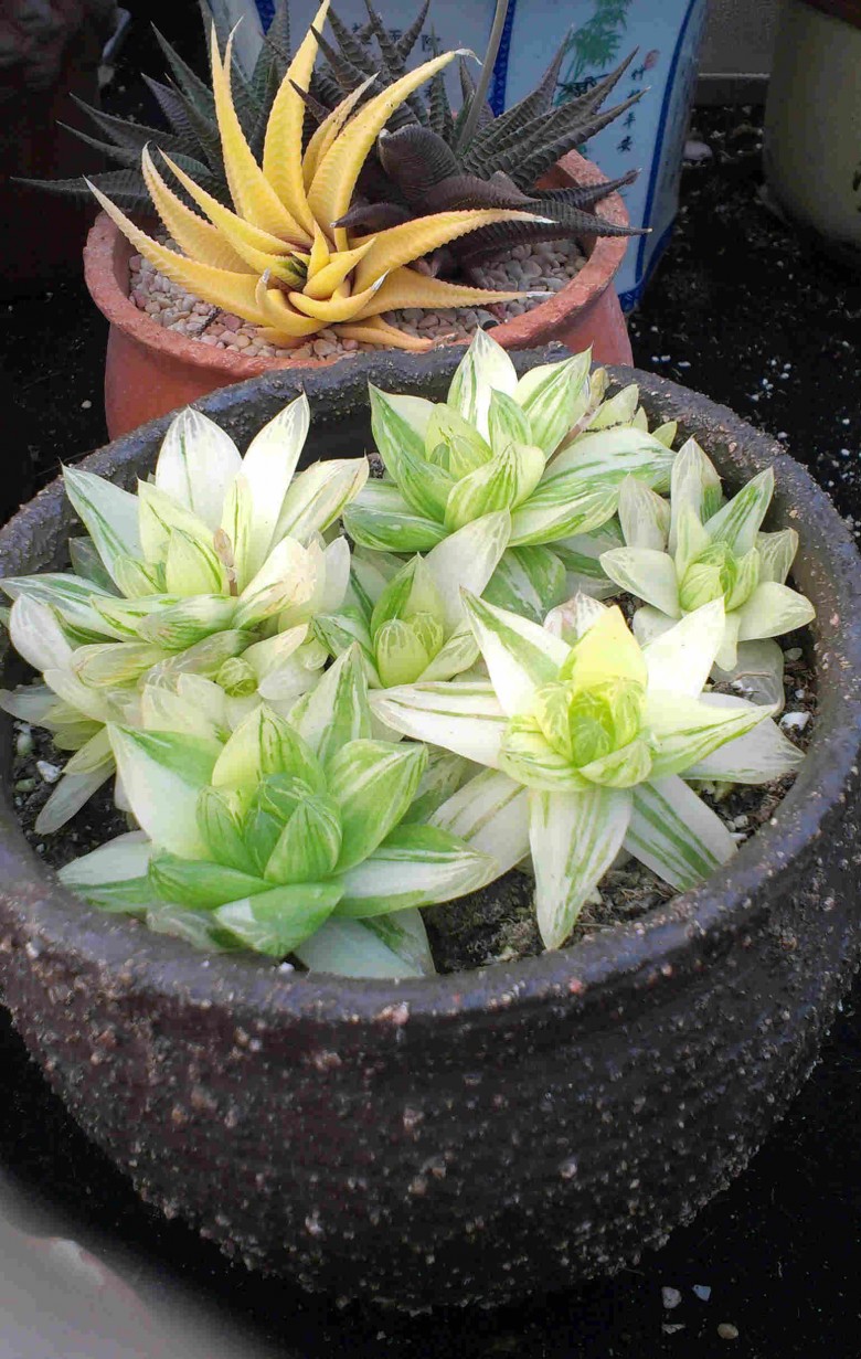 灿烂的京之华锦