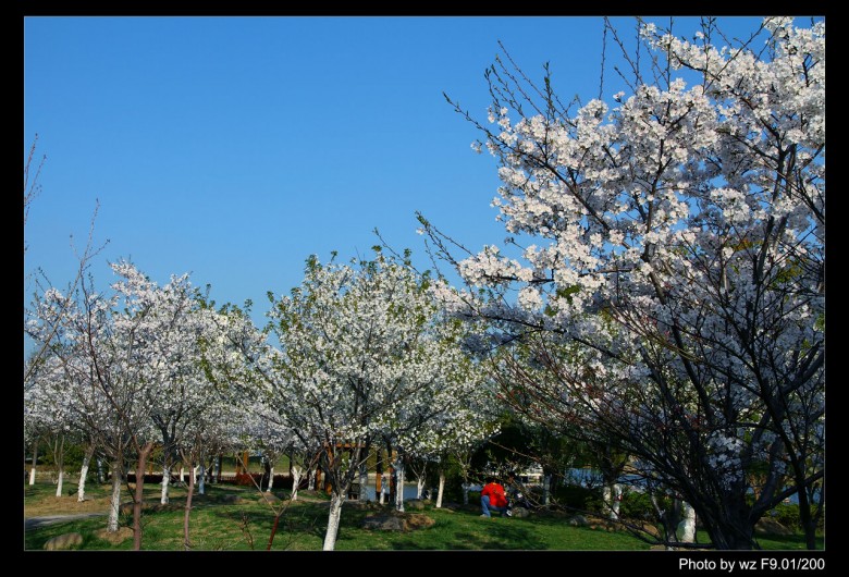 周市樱花园|走遍天下 - 昆山论坛
