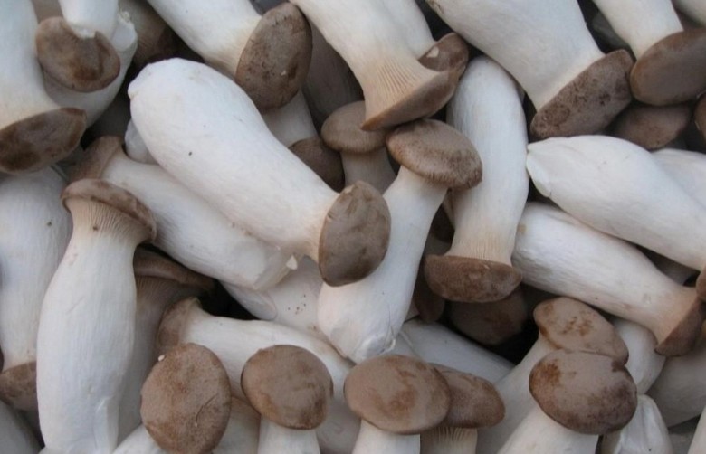 各种能食用的菌菇你吃过几种