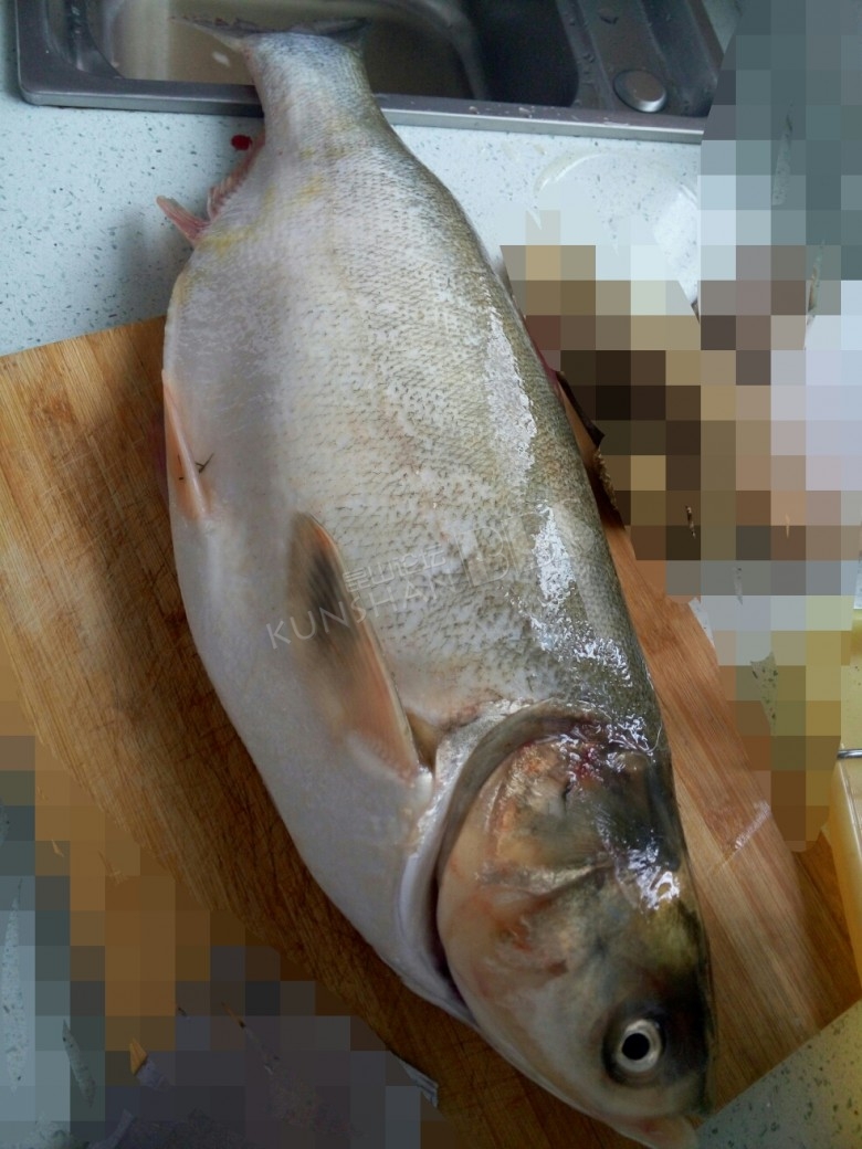 抓的野生大白鲢