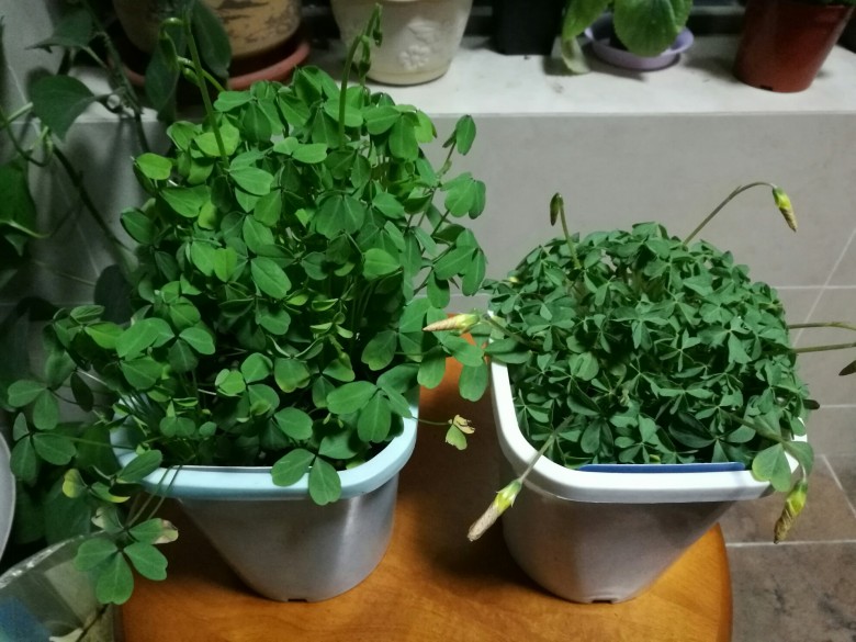 腾地方转两盆ob酢浆草