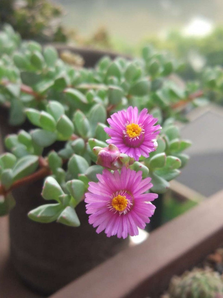 每日一晒——白凤菊