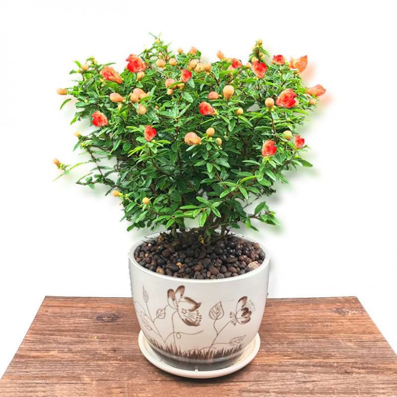 来自缘来不晚的帖子