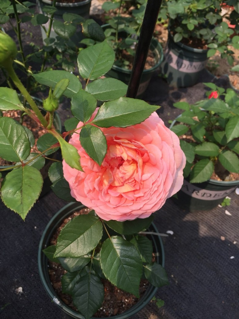 第十六名月季,亚伯