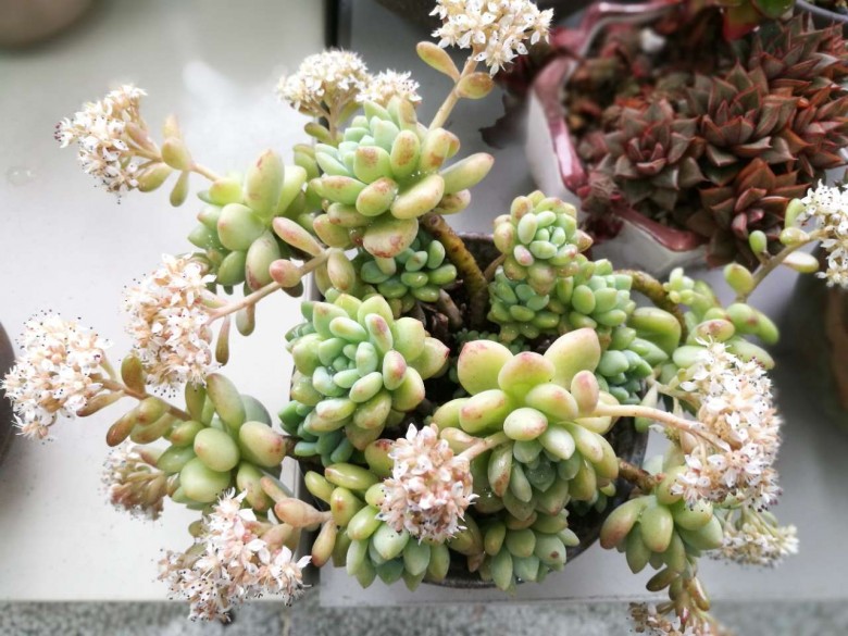 13号凝脂莲老桩,尺寸最宽处22cm,带盆70