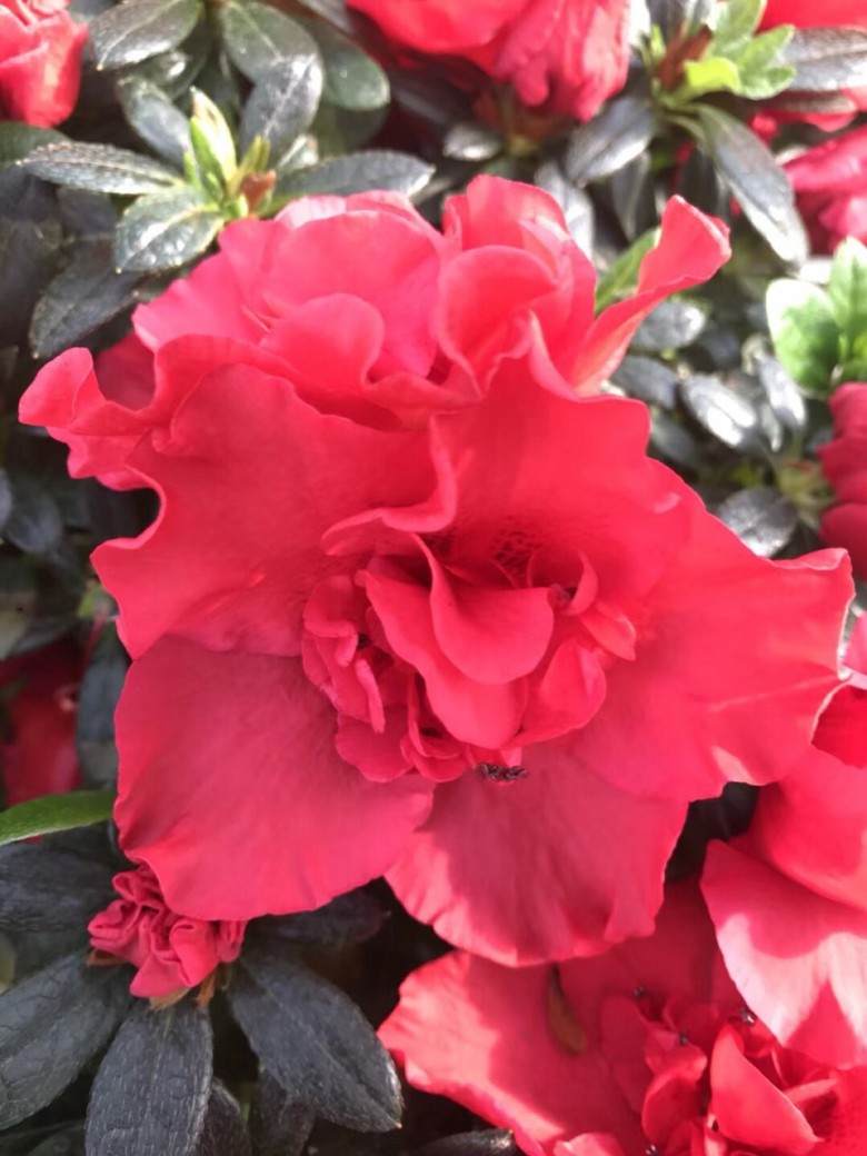 杜鹃有没有一起团的|花花草草 - 昆山论坛