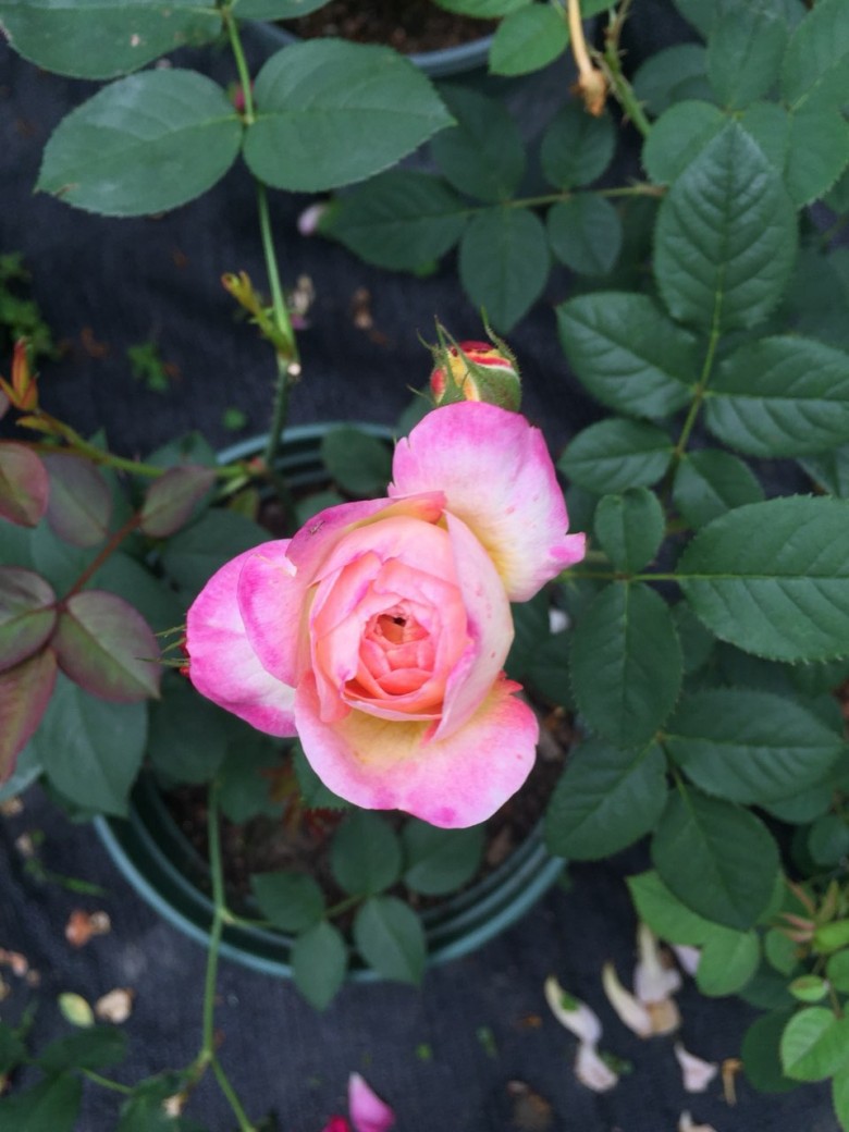 2018年,第二十七棵月季,本杰明