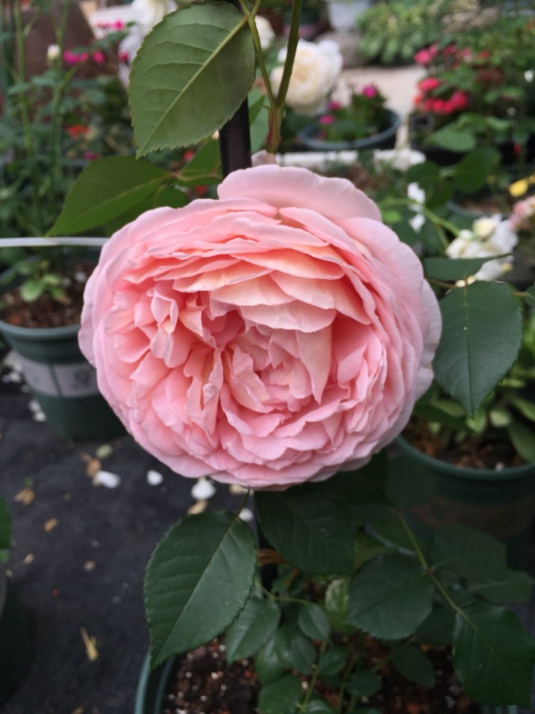 第十六名月季,亚伯